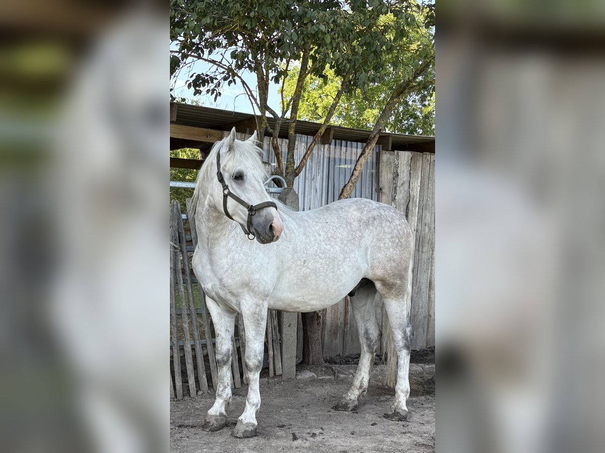 Heavy Warmblood Gelding 4 years 15,2 hh Grey in Nebra