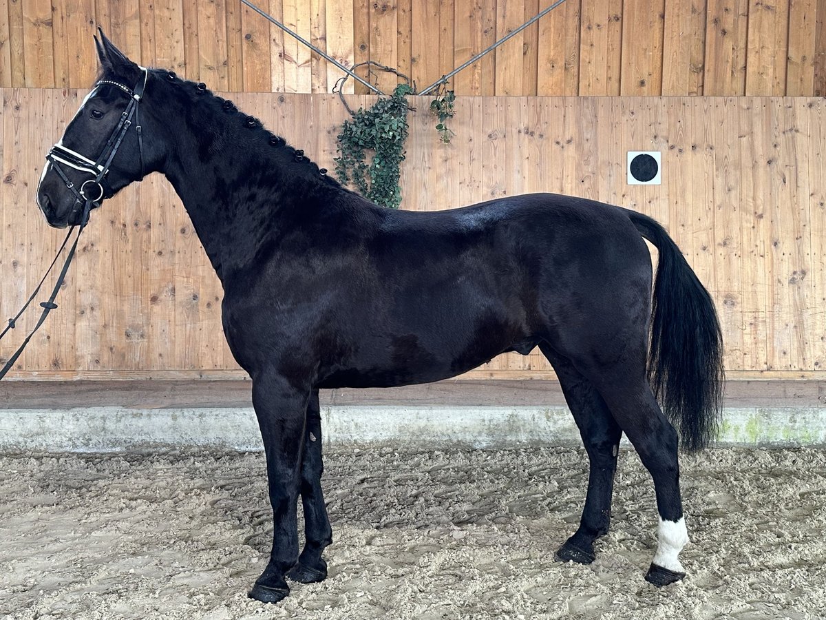 Heavy Warmblood Gelding 4 years 16,2 hh Black in Riedlingen