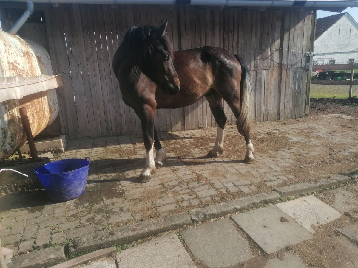 Heavy Warmblood Gelding 4 years 16,3 hh Smoky-Black in Hessisch Lichtenau