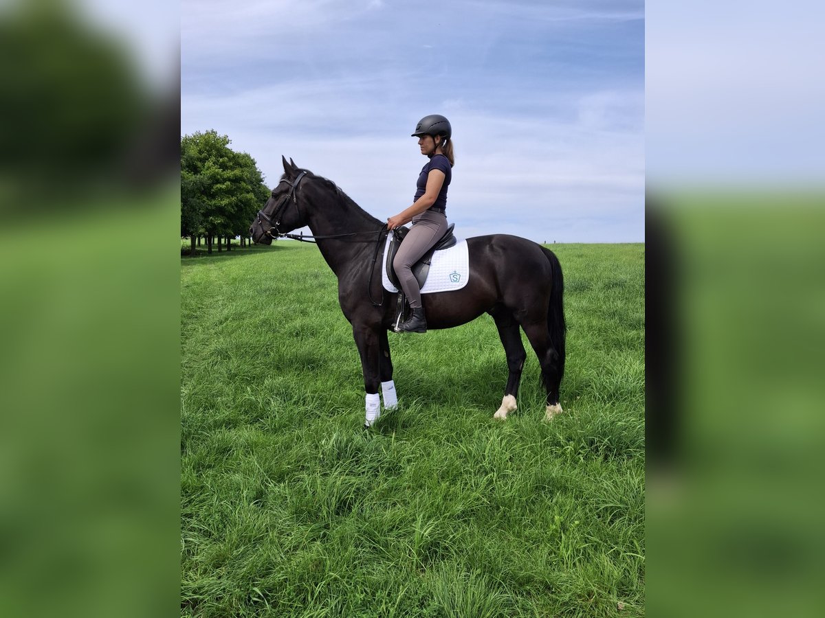 Heavy Warmblood Gelding 4 years 16 hh Black in Kamenz