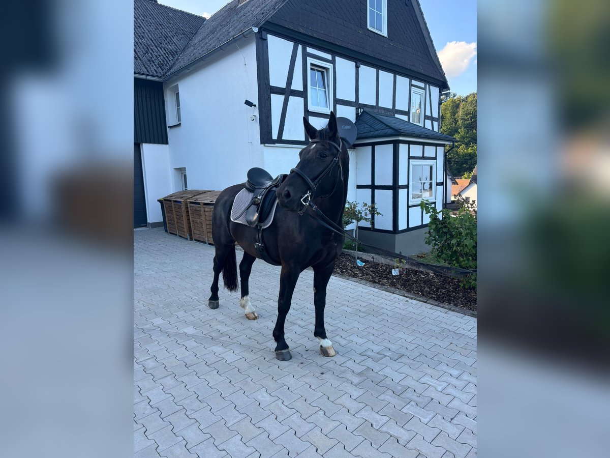 Heavy Warmblood Gelding 4 years 16 hh Black in Hallenberg