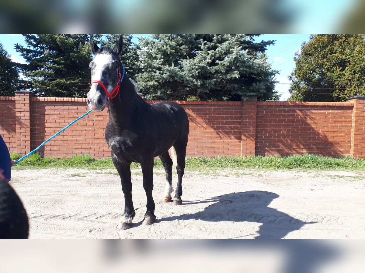 Heavy Warmblood Gelding 4 years 16 hh Grey-Dark-Tan in Rottstock