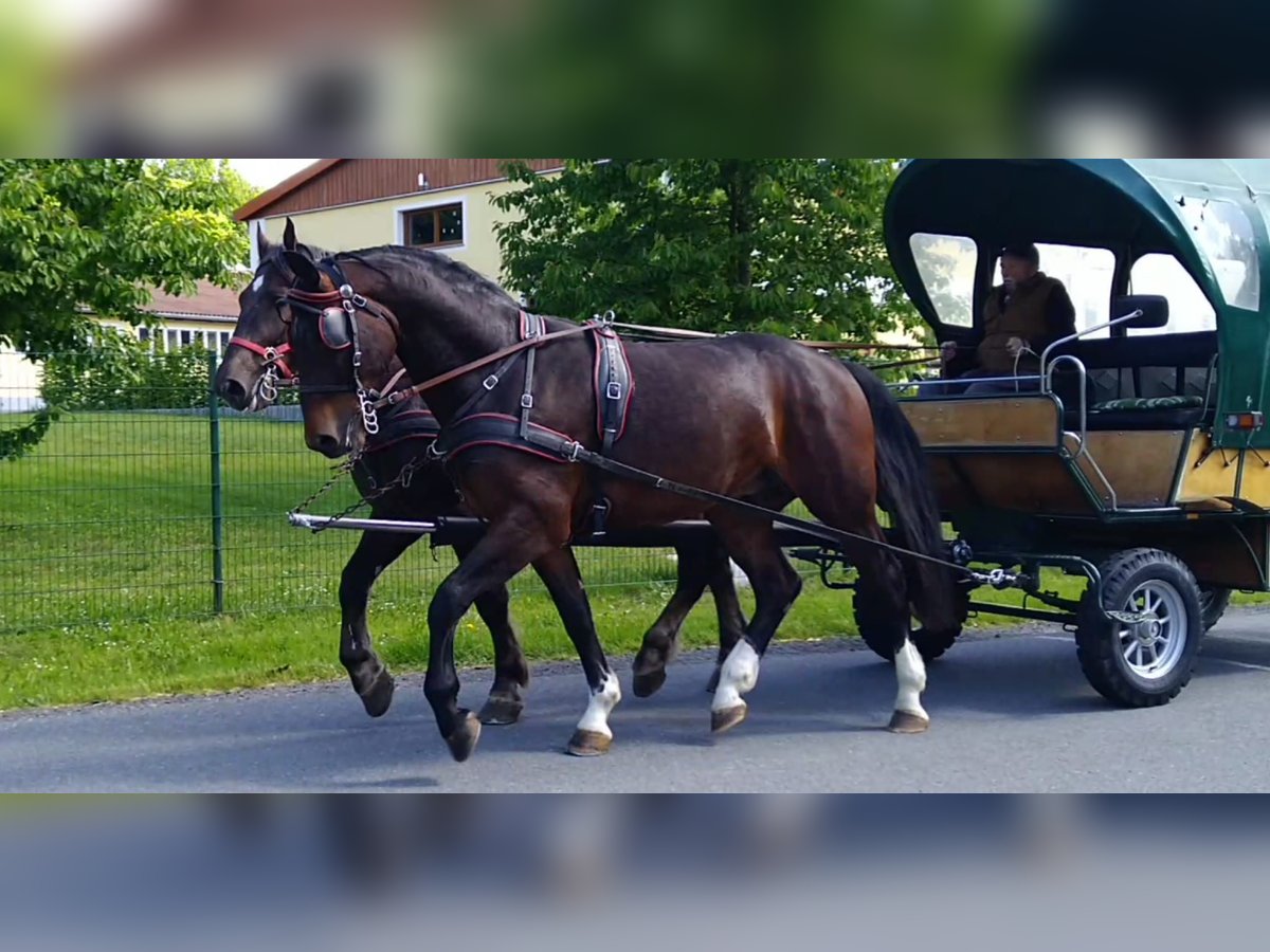 Heavy Warmblood Gelding 4 years 16,1 hh Brown in Kamenz