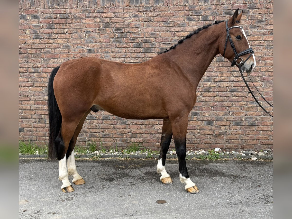 Heavy Warmblood Gelding 4 years 16,2 hh Brown in Niederkassel