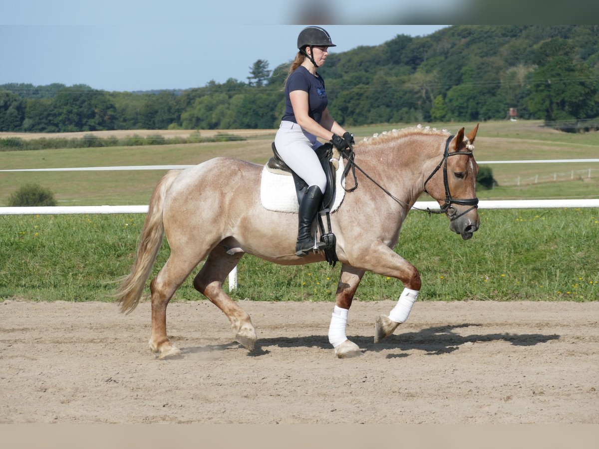 Heavy Warmblood Gelding 5 years 15,1 hh Gray-Red-Tan in Ganschow