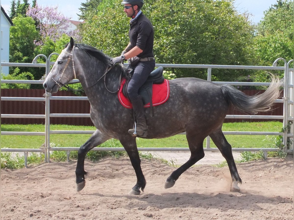 Heavy Warmblood Gelding 5 years 15,2 hh Gray-Dapple in Buttst&#xE4;dt