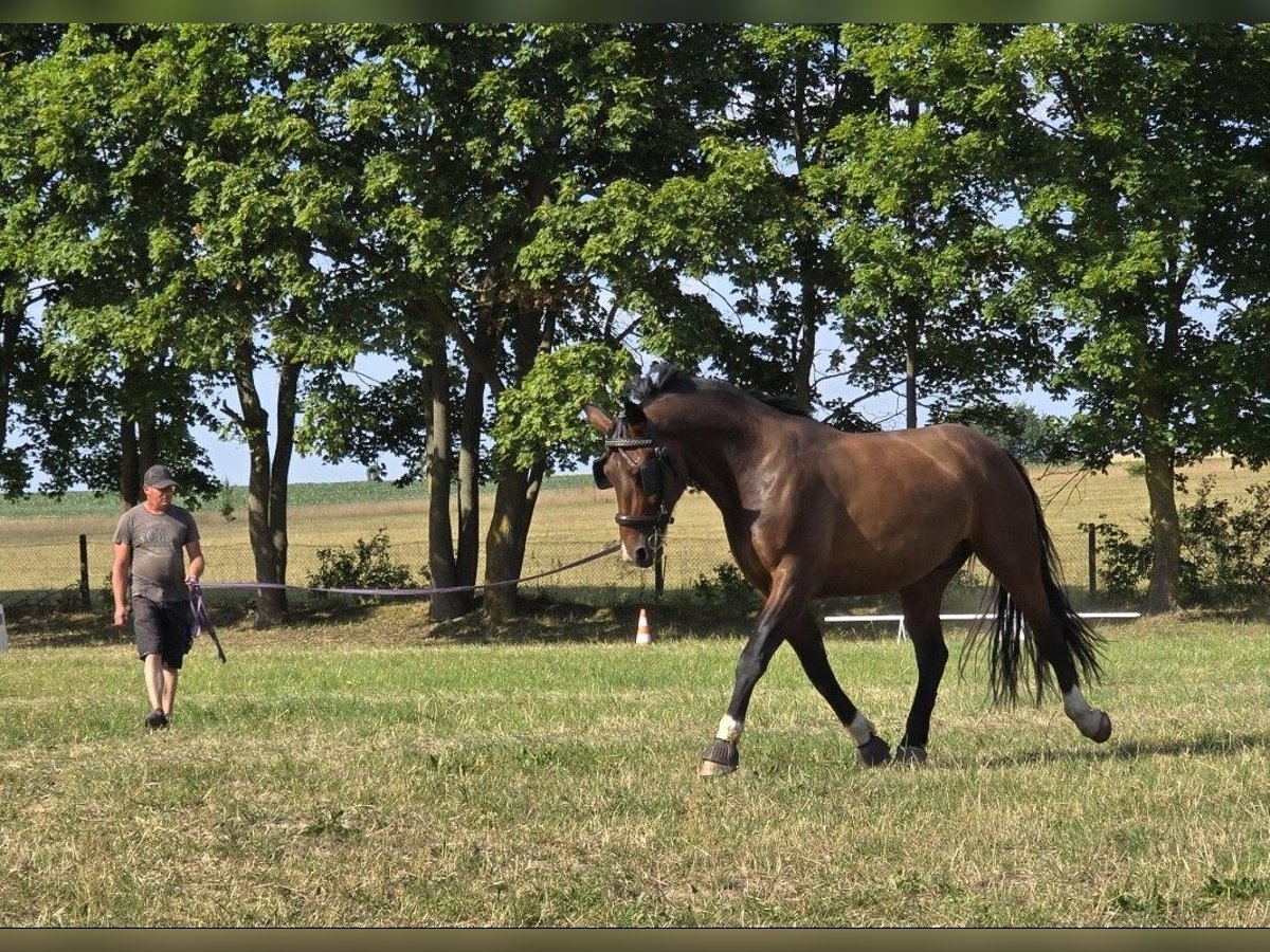 Heavy Warmblood Gelding 5 years 16 hh Bay-Dark in Hohenberg-Krusemark