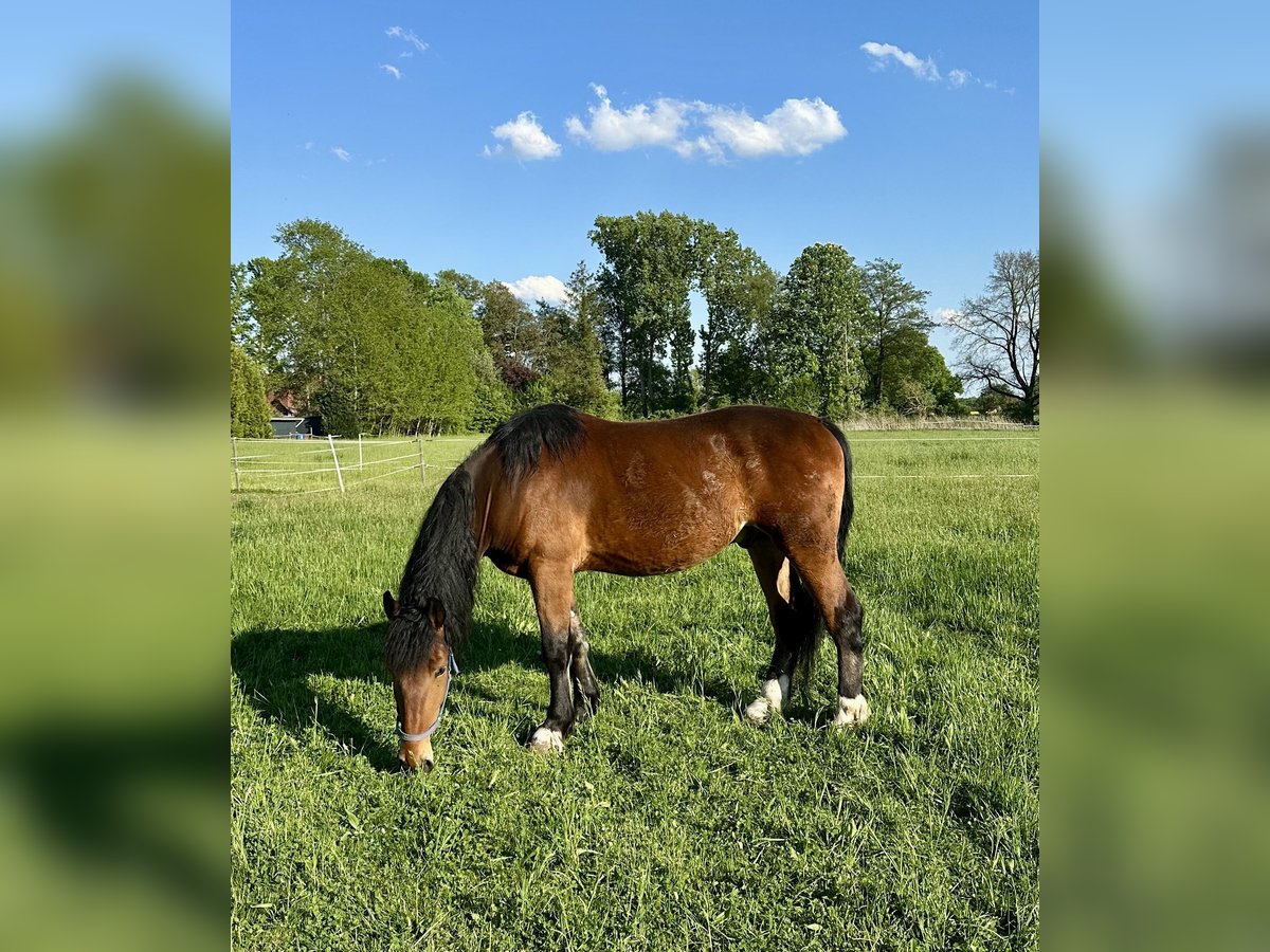 Heavy Warmblood Gelding 5 years 16 hh Brown in Petershagen Heavy Warmblood Gelding 5 years 16 hh Brown in Petershagen