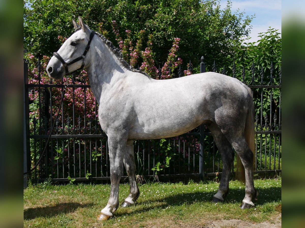Heavy Warmblood Mix Gelding 6 years 15,2 hh in Dorsten