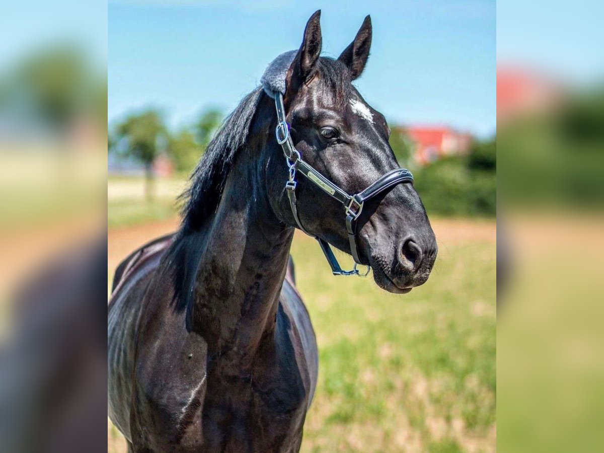 Heavy Warmblood Gelding 6 years 16,2 hh Black in Weilersbach