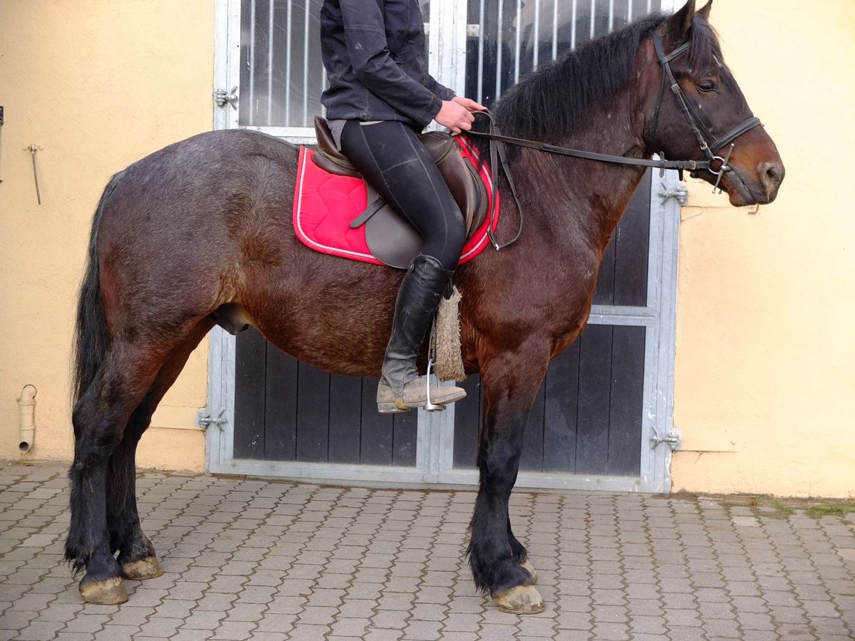 Heavy Warmblood Mix Gelding 7 years 14,2 hh Gray-Dark-Tan in Buttstädt