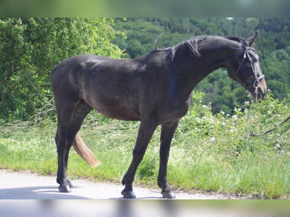 Heavy Warmblood Gelding 7 years 16 hh Gray in Stühlingen