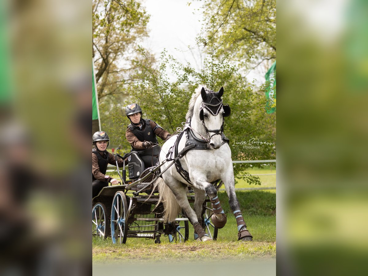 Heavy Warmblood Gelding 8 years 16 hh Gray in Haltern am See