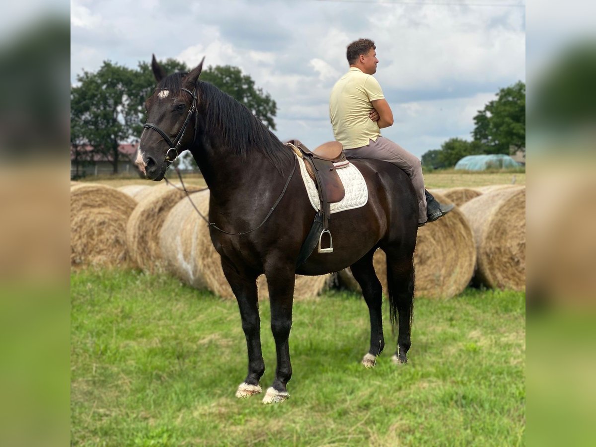 Heavy Warmblood Gelding 8 years 16,1 hh Black in G&#xF6;rlitz