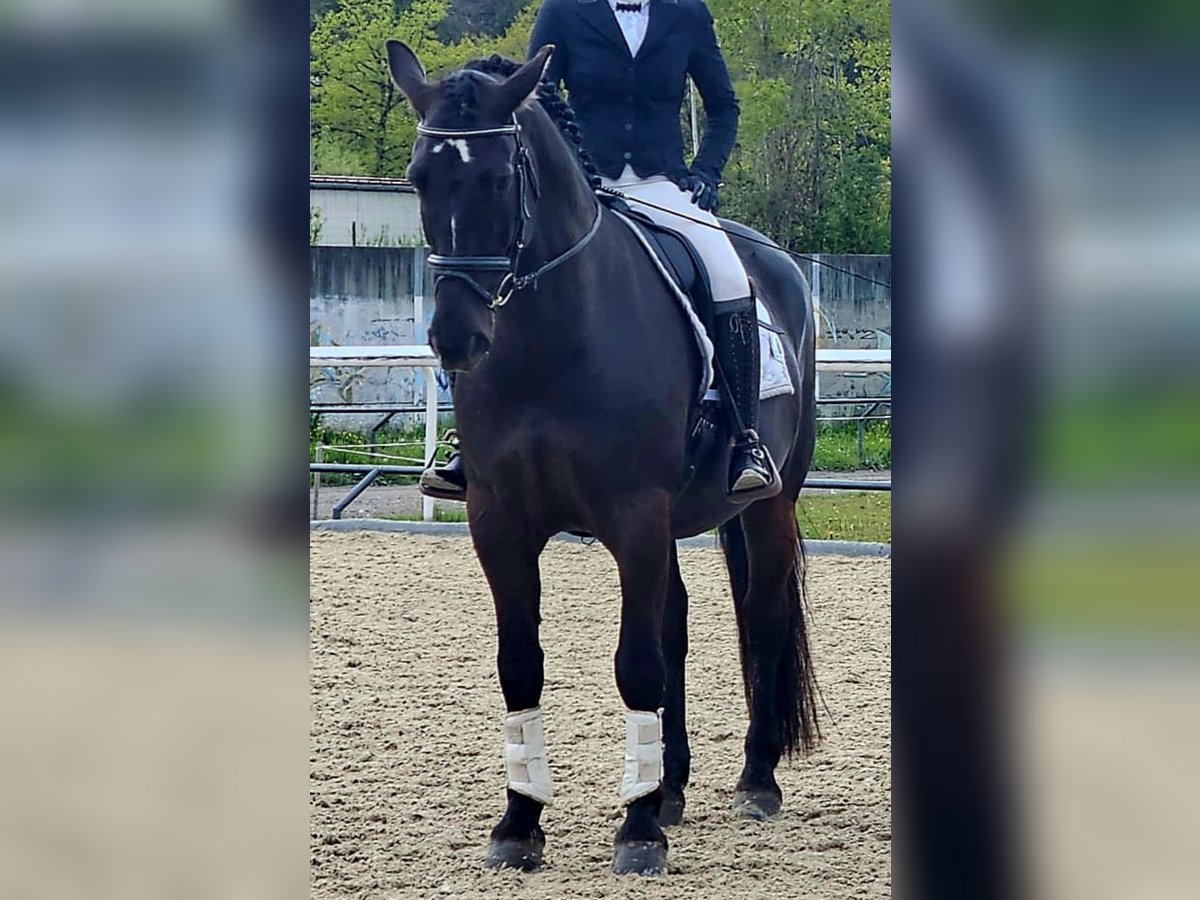 Heavy Warmblood Gelding 9 years 15,3 hh Bay-Dark in Meinisberg