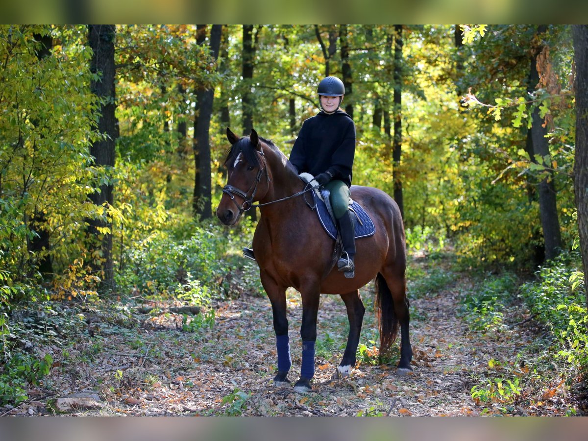 Heavy Warmblood Mix Gelding 9 years 16,1 hh Brown in Wallern im Burgenland