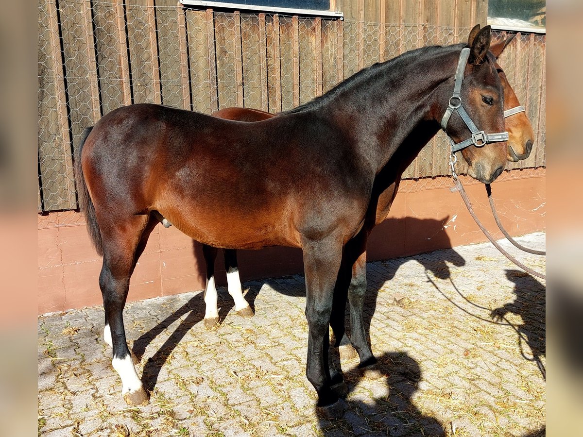Heavy Warmblood Gelding Foal (03/2025) Brown in Lo&#xDF;burg