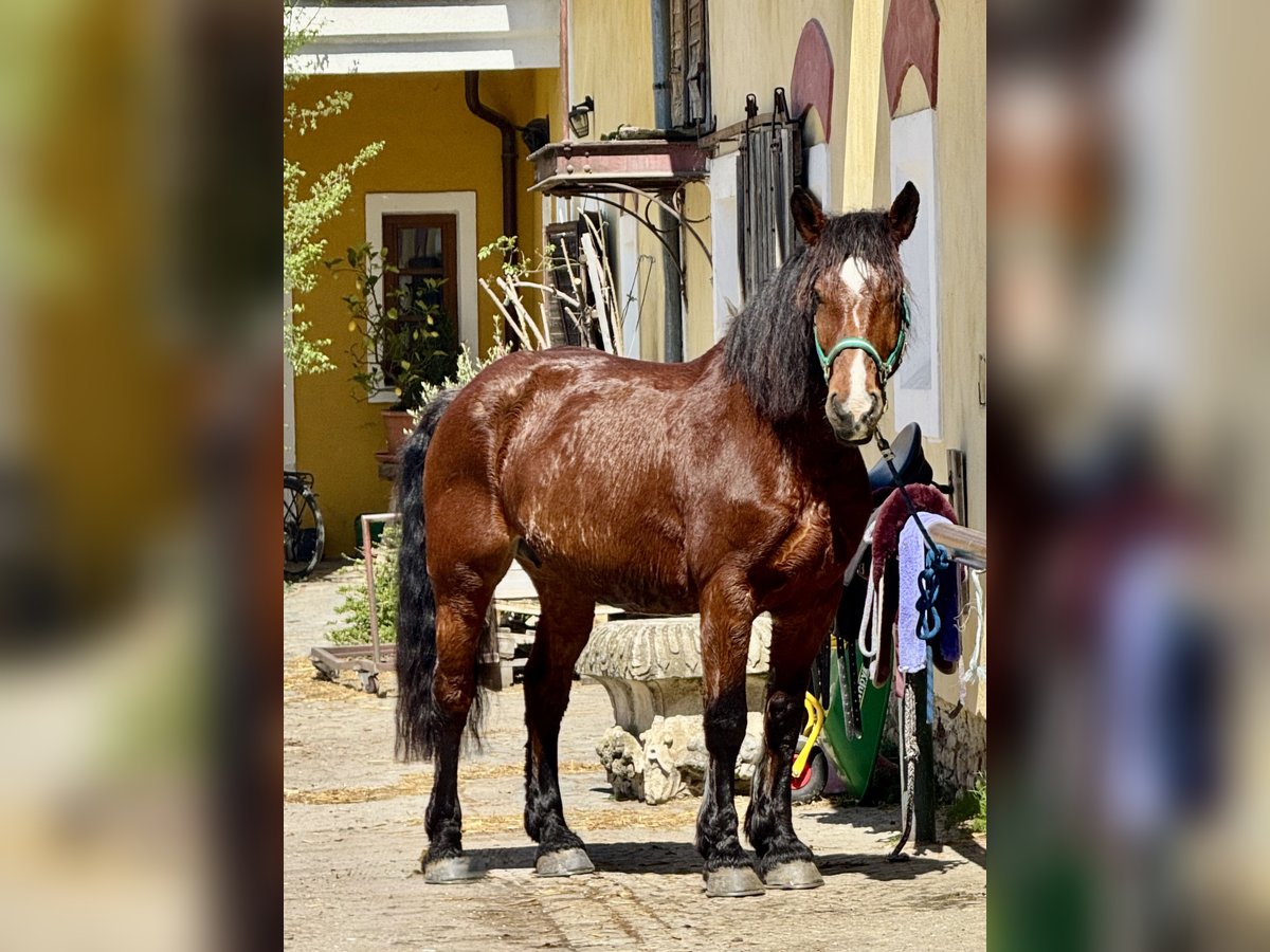Heavy Warmblood Mix Mare 10 years 15,2 hh Brown in Tulln