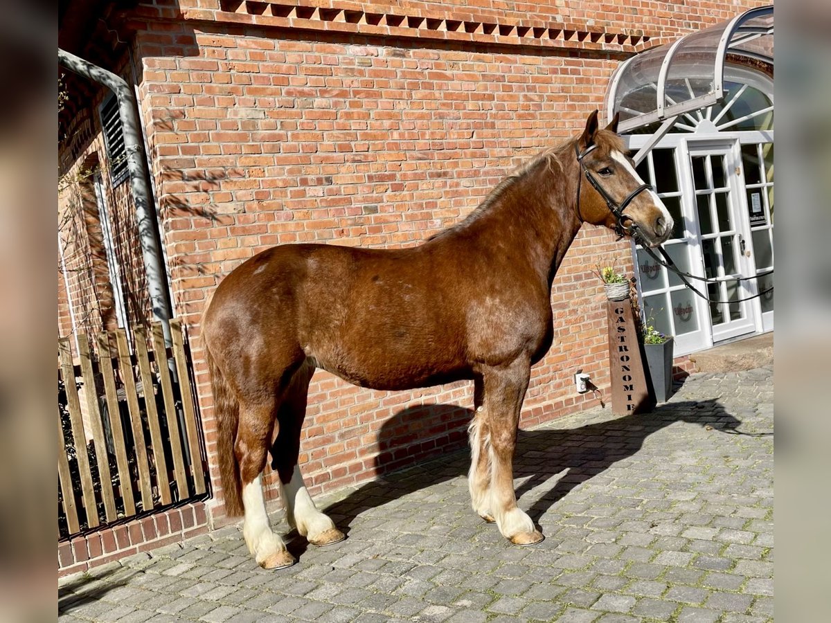 Heavy Warmblood Mare 12 years 16,1 hh Chestnut in Fallingbostel