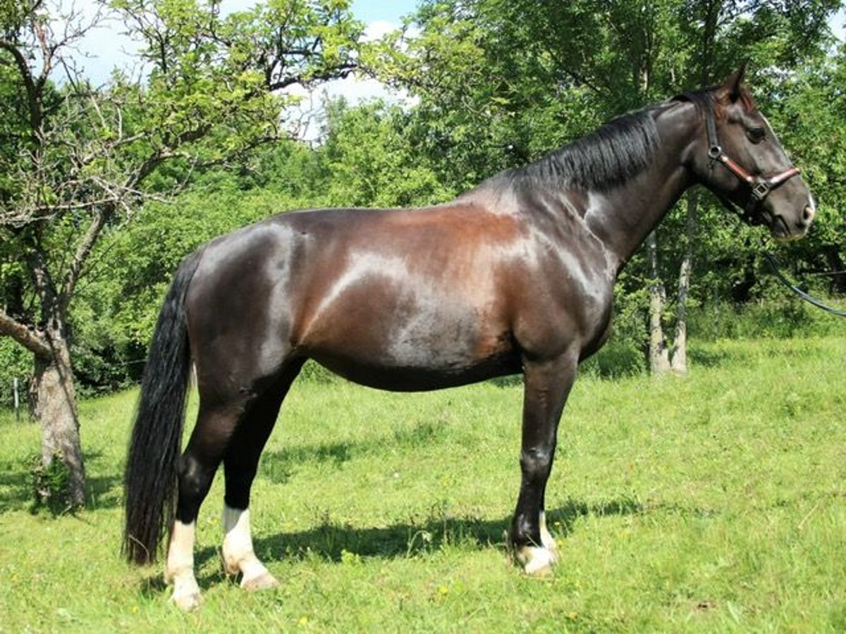 Heavy Warmblood Mare 13 years 15,2 hh Smoky-Black in Wutha-Farnroda