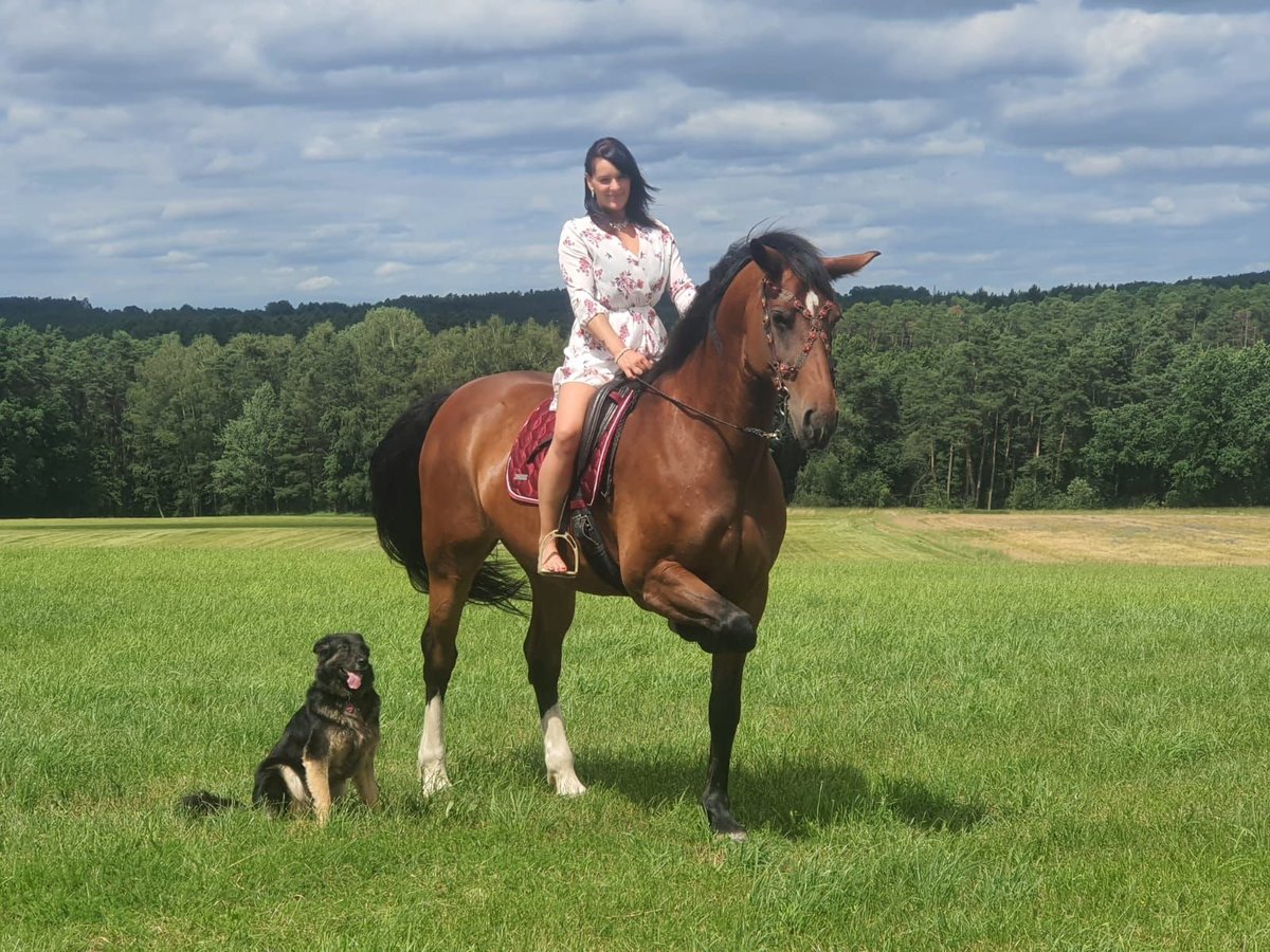 Heavy Warmblood Mare 16 years 16,3 hh Brown in Philippsburg-Huttenheim