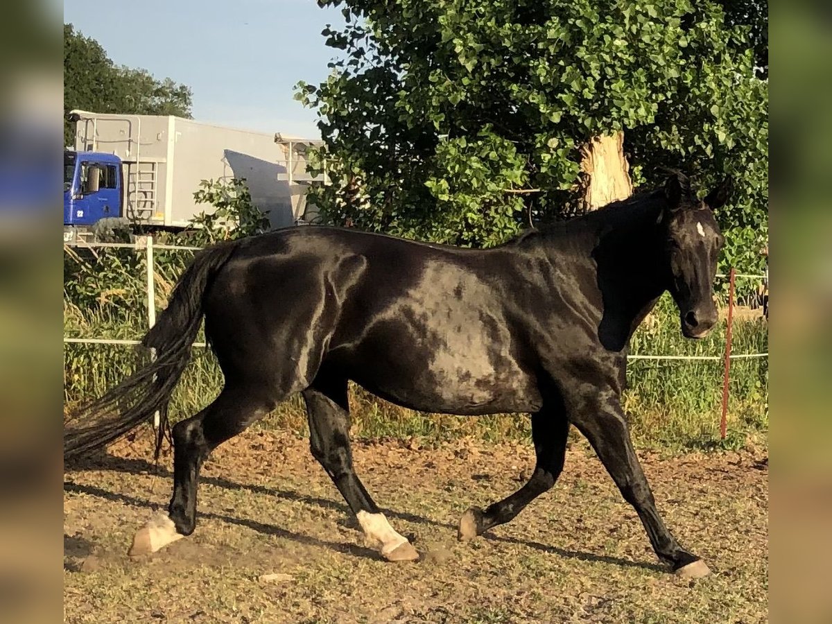 Heavy Warmblood Mare 16 years 16,2 hh Black in Klitsche