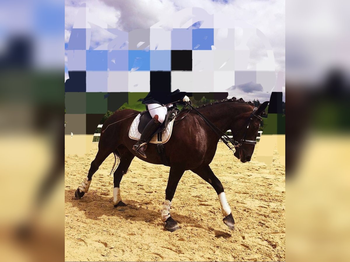 Heavy Warmblood Mix Mare 17 years 15,2 hh Black in St Johann