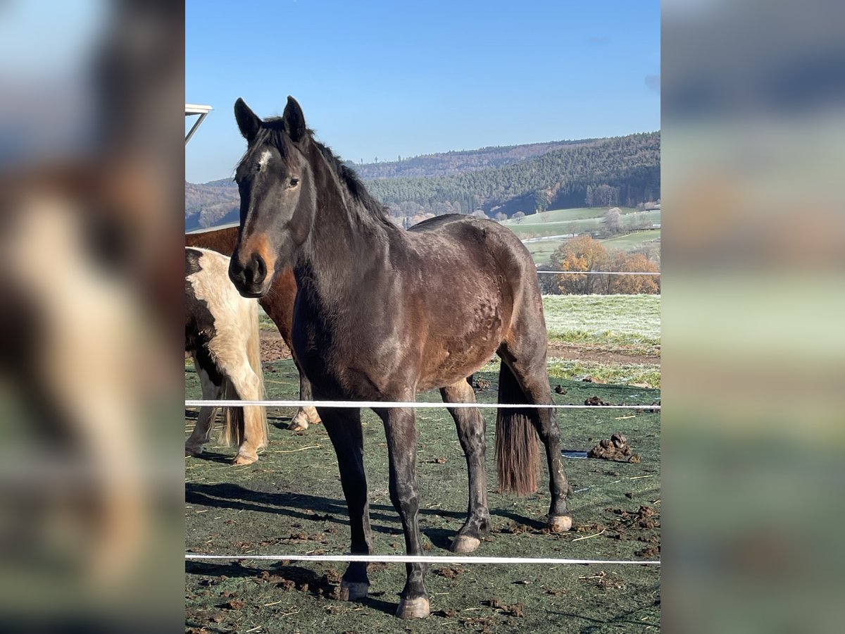Heavy Warmblood Mare 2 years 16 hh Brown in Oberzent