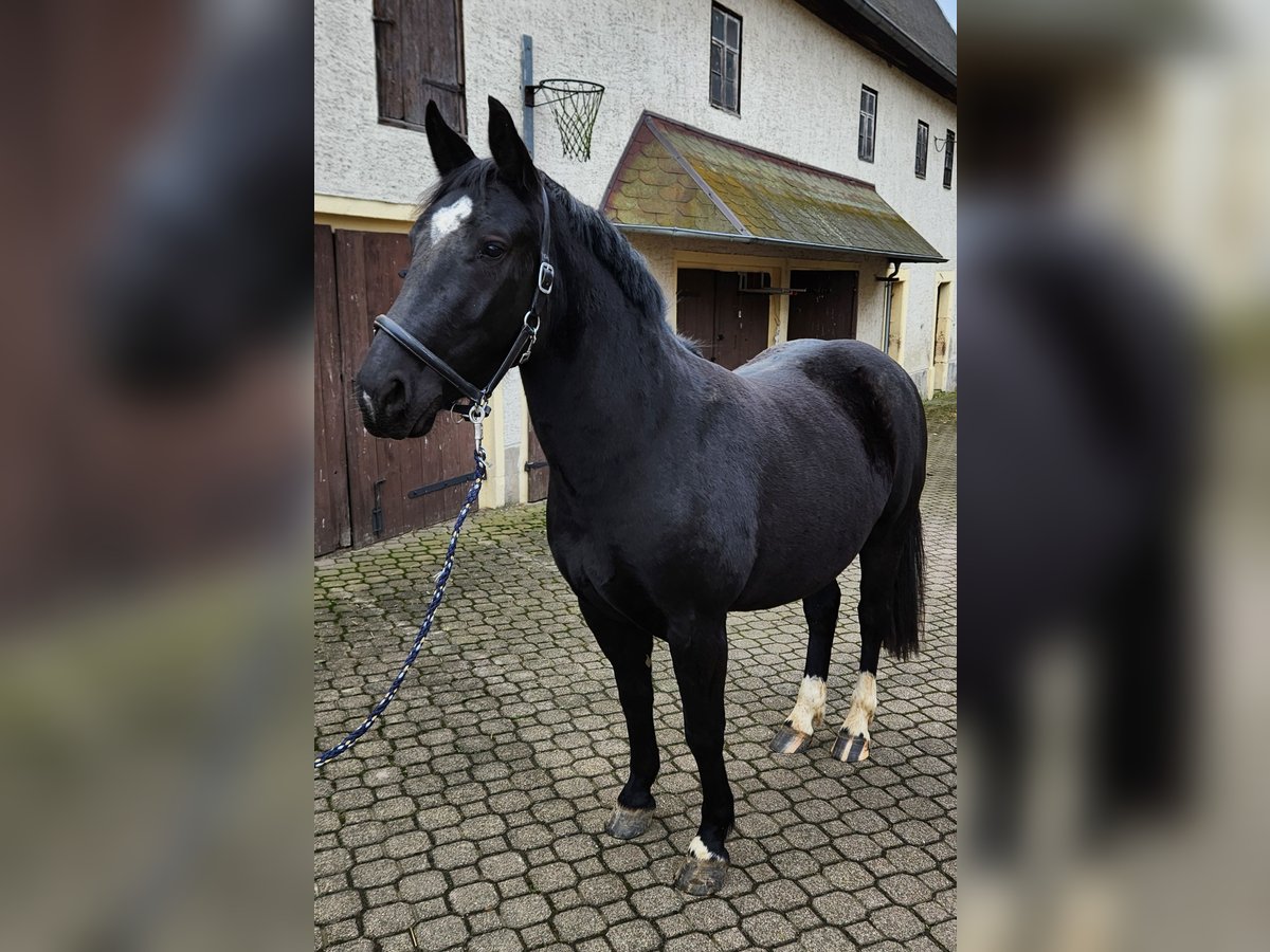 Heavy Warmblood Mare 3 years 14,2 hh Black in Zettlitz