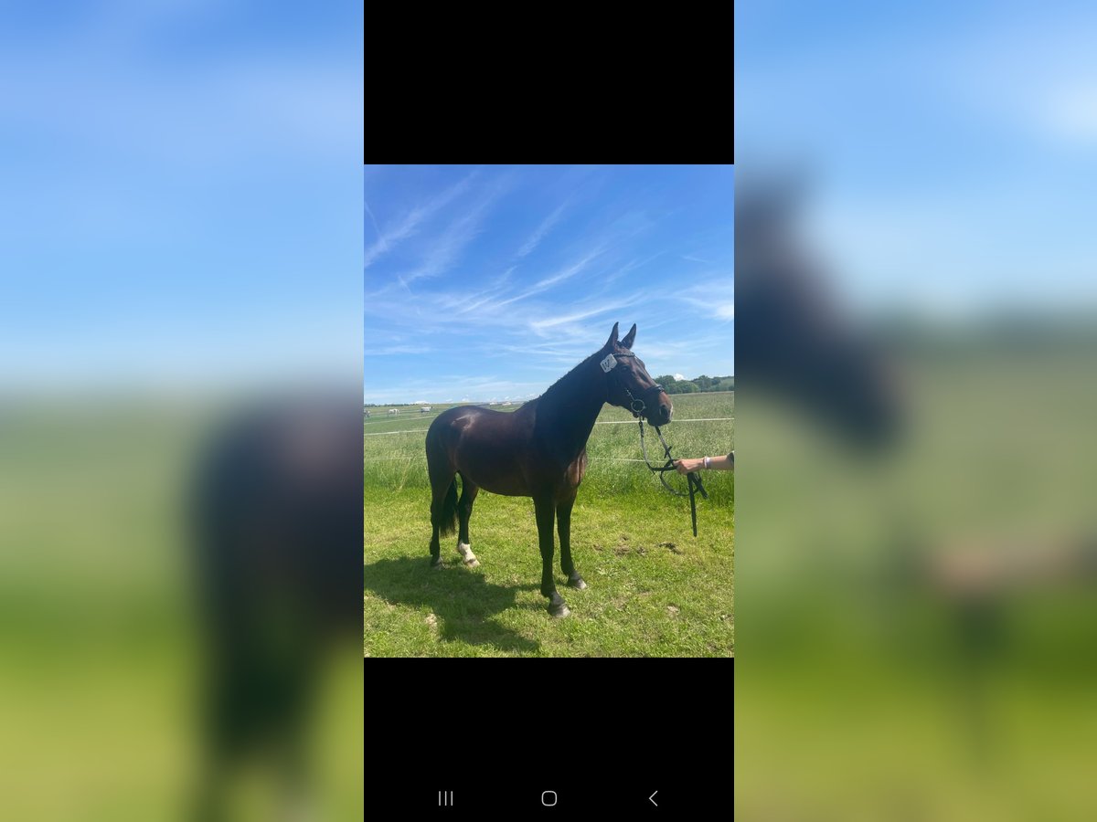 Heavy Warmblood Mare 3 years 15,2 hh Brown in Hermsdorf