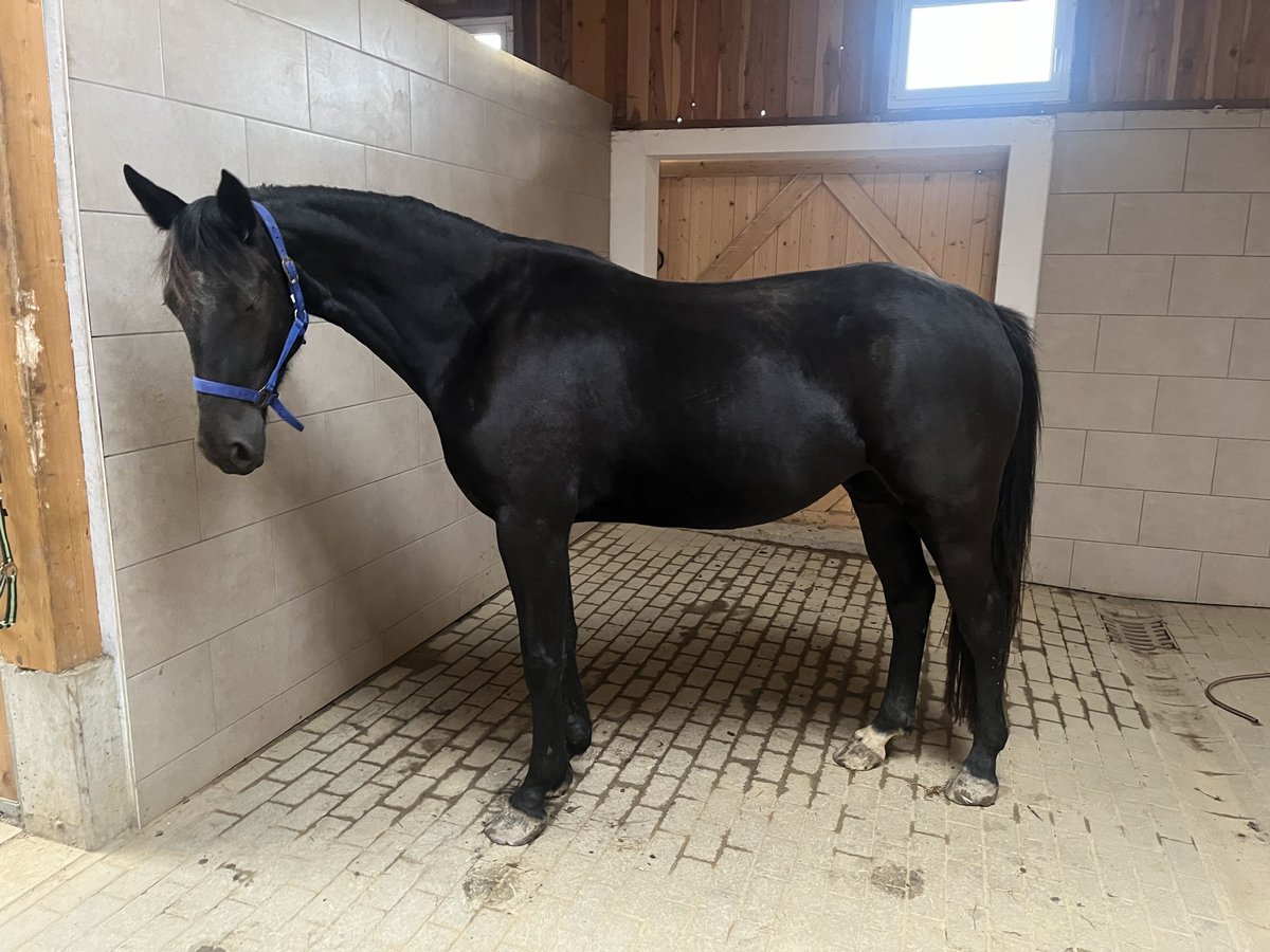 Heavy Warmblood Mare 3 years 16 hh Black in Schöneck/Vogtland