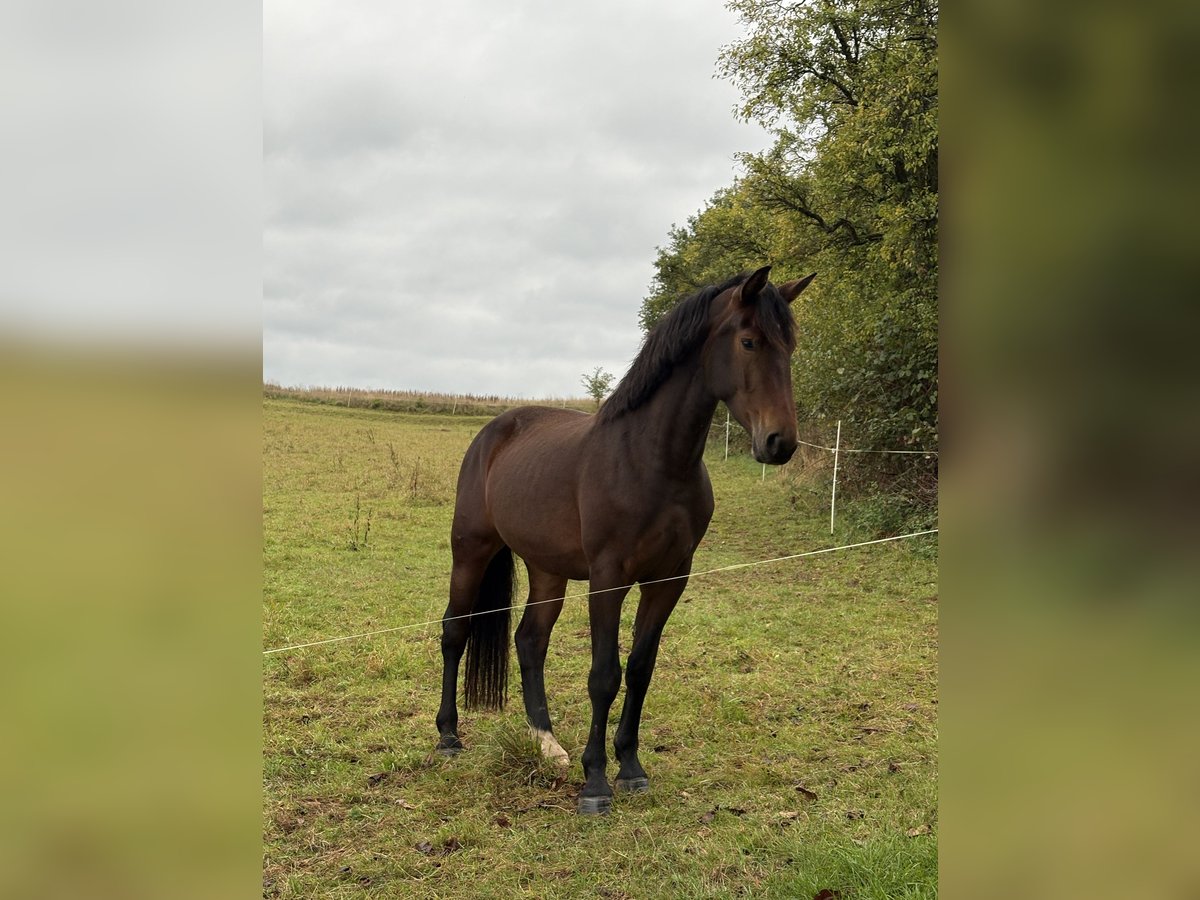 Heavy Warmblood Mare 3 years 16 hh Brown in Weimar