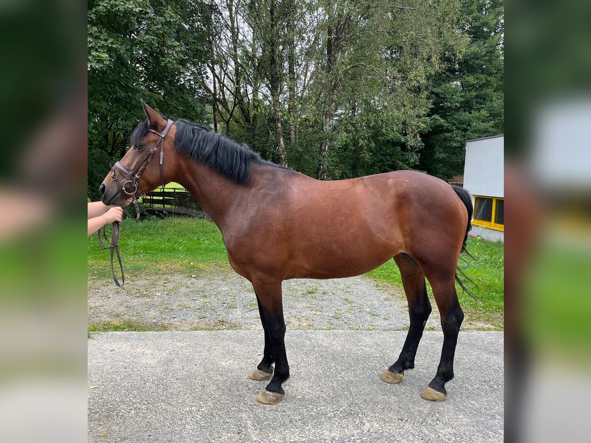 Heavy Warmblood Mix Mare 4 years 15,1 hh Brown in Bochum