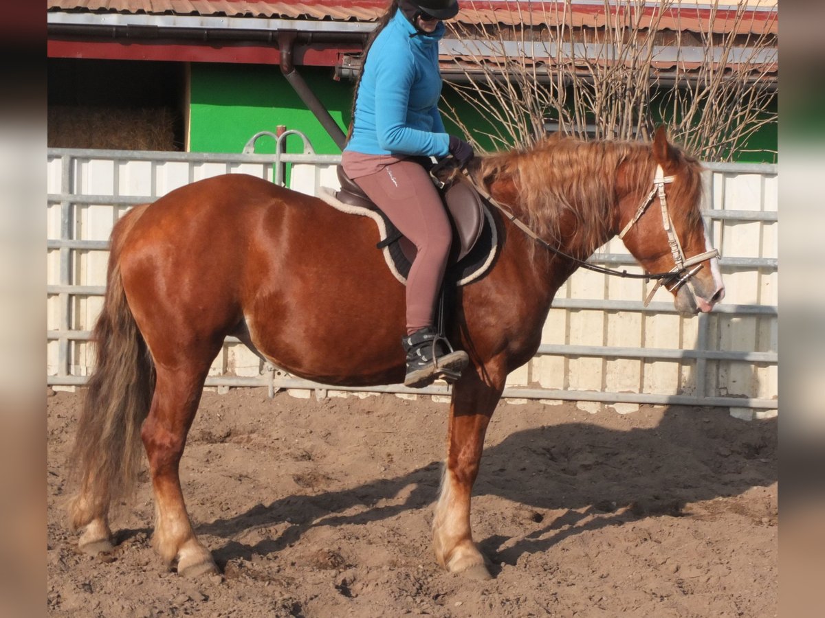 Heavy Warmblood Mix Mare 4 years 15,1 hh Chestnut-Red in Buttst&#xE4;dt