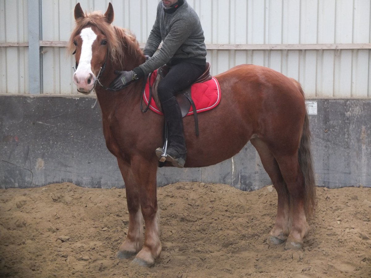 Heavy Warmblood Mix Mare 4 years 15,1 hh Chestnut-Red in Buttstädt