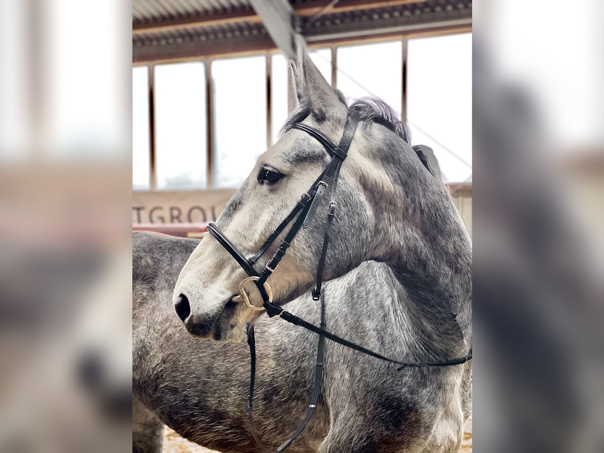 Heavy Warmblood Mare 4 years 16,1 hh Gray in Leipzig