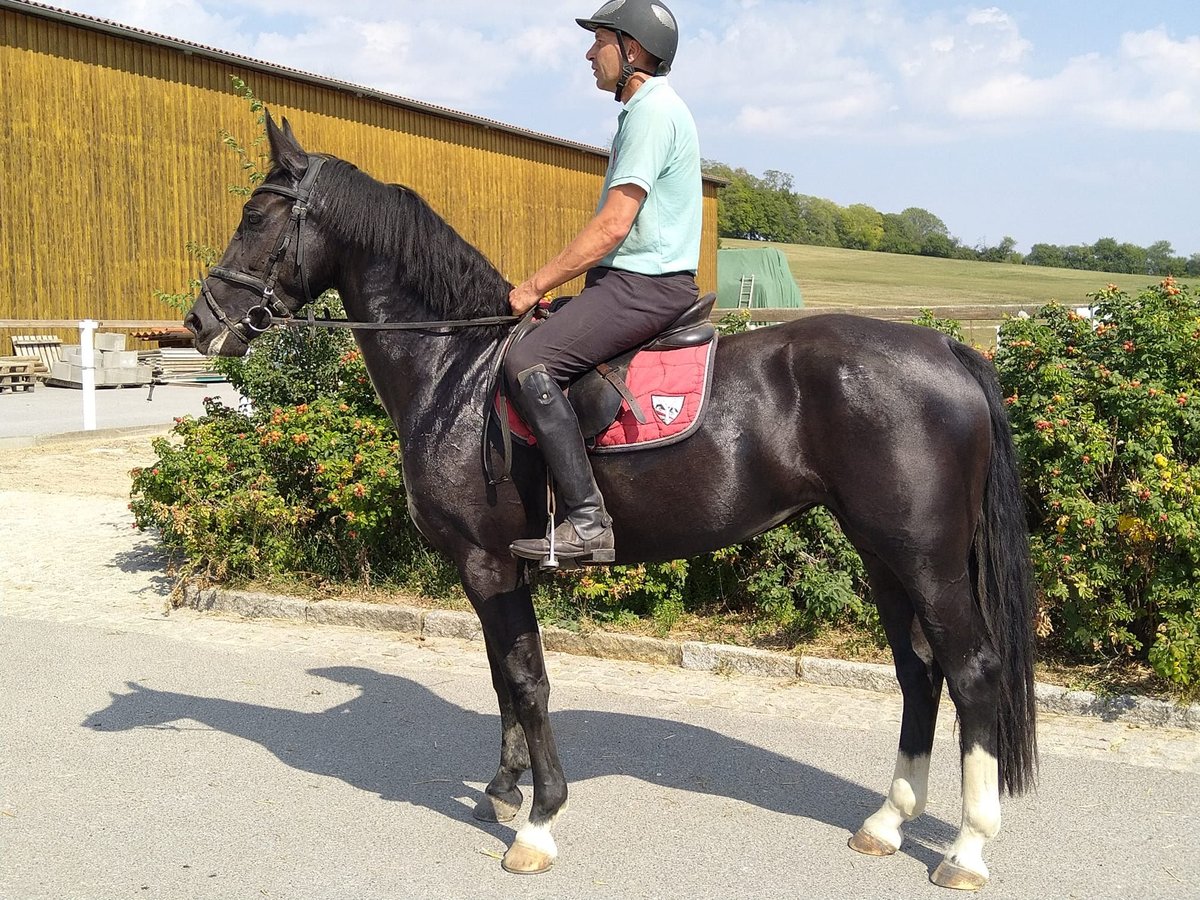 Heavy Warmblood Mare 4 years 16 hh Black in Kamenz