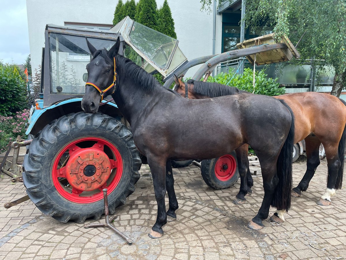 Heavy Warmblood Mare 5 years 16 hh Black in Weimar