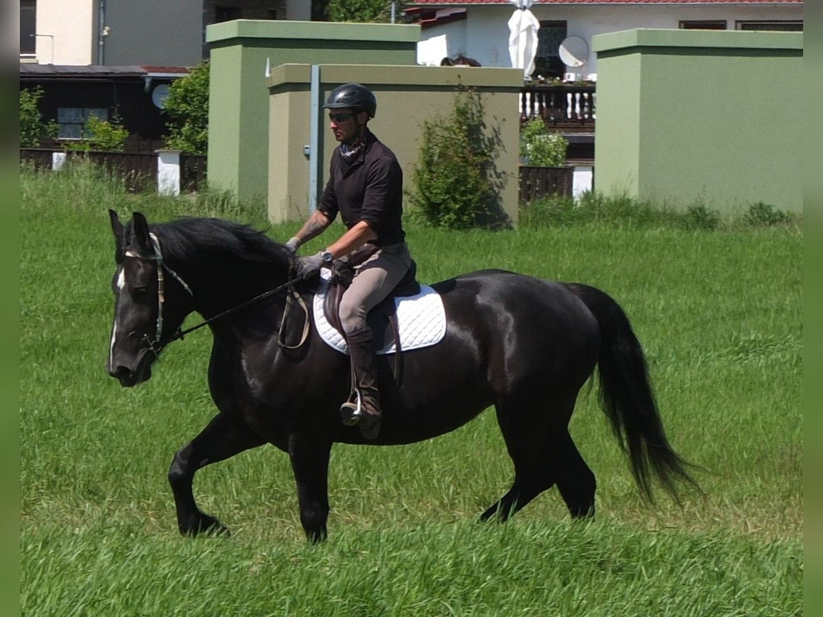 Heavy Warmblood Mix Mare 5 years 16 hh Black in Buttst&#xE4;dt