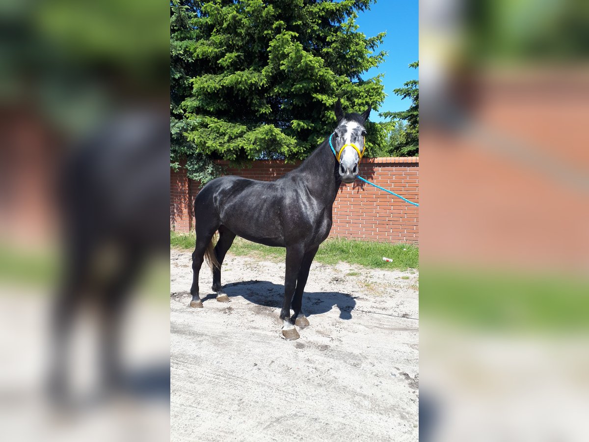 Heavy Warmblood Mare 5 years 16 hh Grey-Blue-Tan in Görzke Heavy Warmblood Mare 5 years 16 hh Grey-Blue-Tan in Görzke