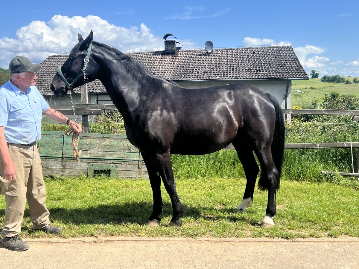 Heavy Warmblood Mare 6 years 16,1 hh Black in Weilburg