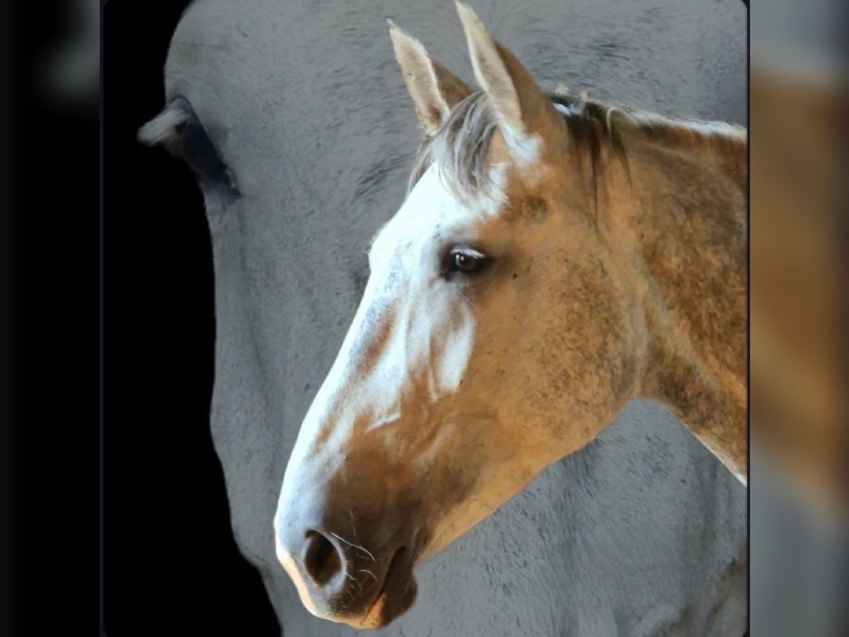 Heavy Warmblood Mare 6 years 17 hh Grey in Reichenbach