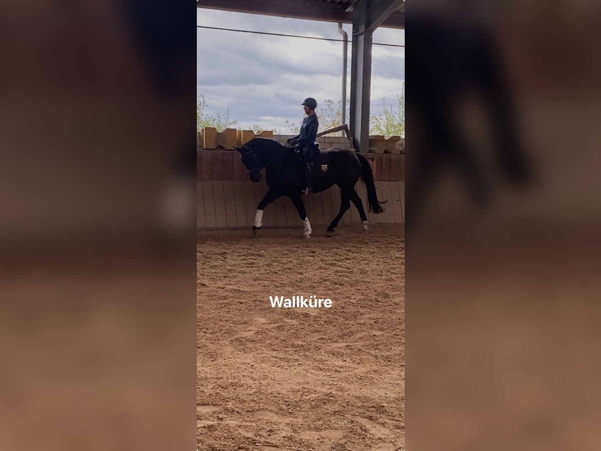 Heavy Warmblood Mare 7 years 16 hh Black in Winzer