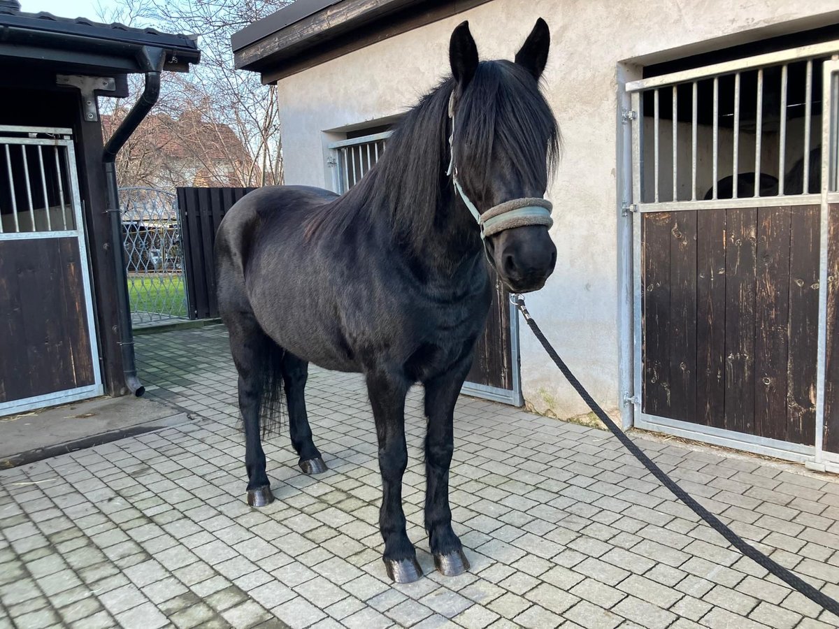 Heavy Warmblood Mare 8 years 15,2 hh Black in Bad Camberg