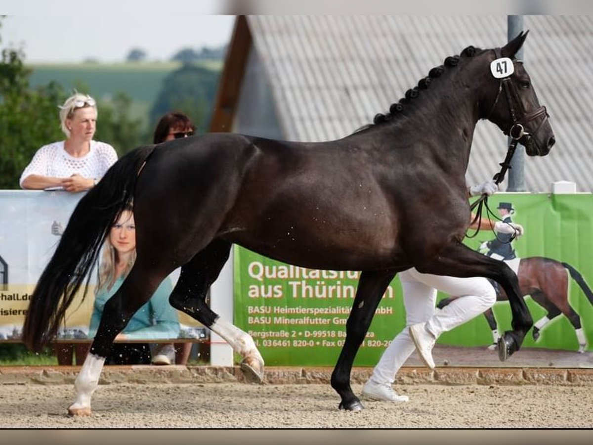 Heavy Warmblood Mare 8 years 15,3 hh Black in Badbergen