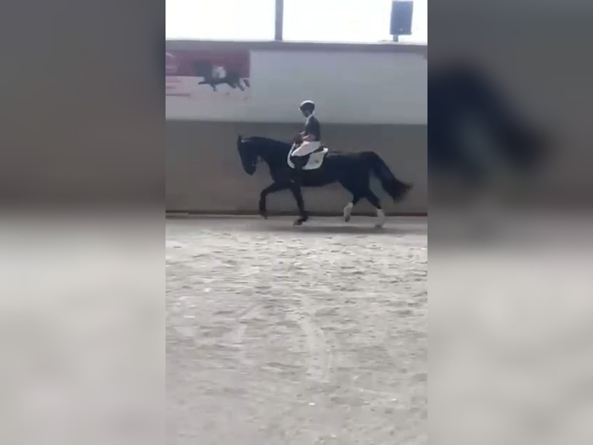 Heavy Warmblood Mare 8 years 15,3 hh Black in Markkleeberg
