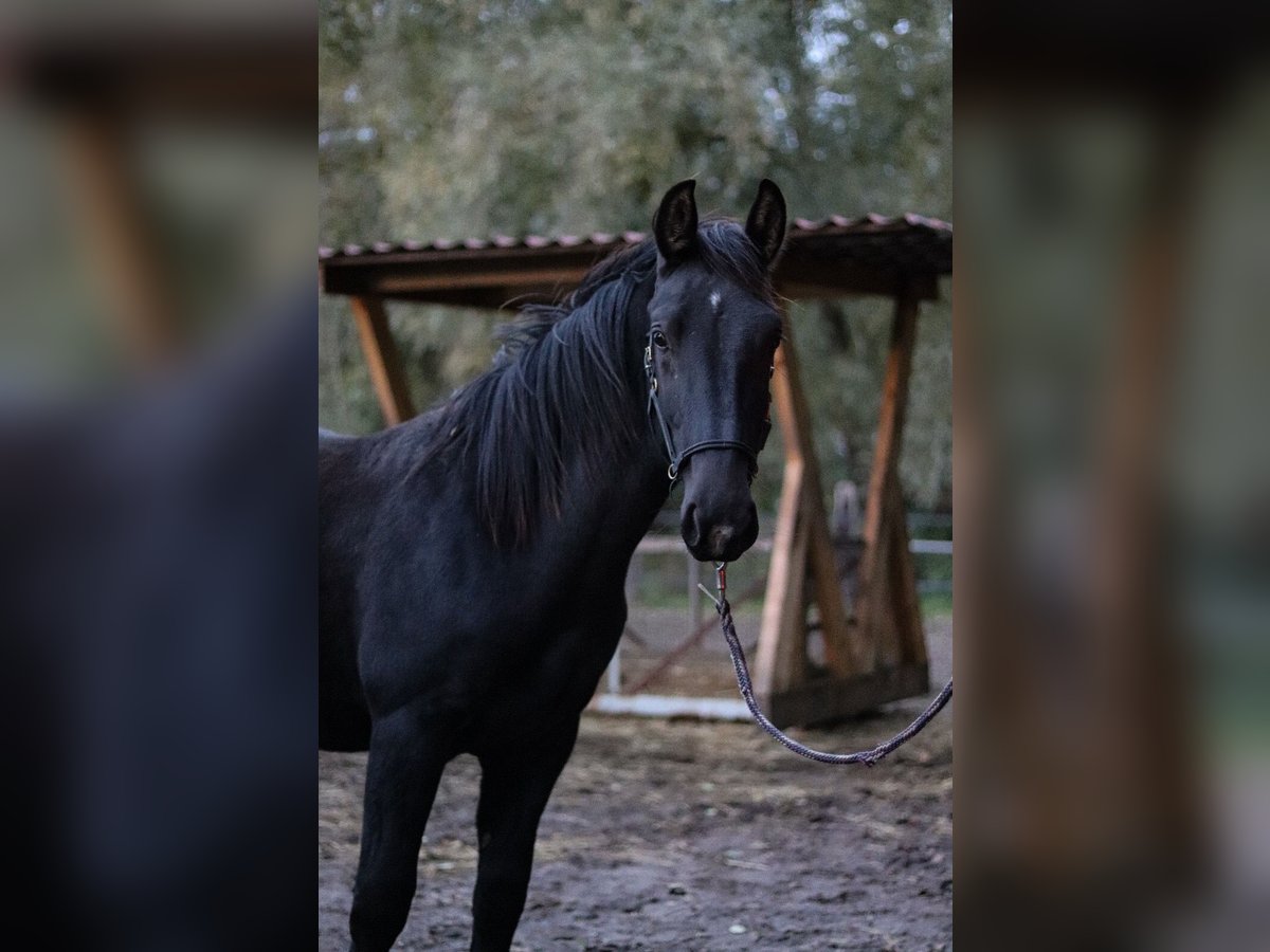 Heavy Warmblood Stallion 1 year 14,3 hh Bay-Dark in Dahmetal Heavy Warmblood Stallion 1 year 14,3 hh Bay-Dark in Dahmetal