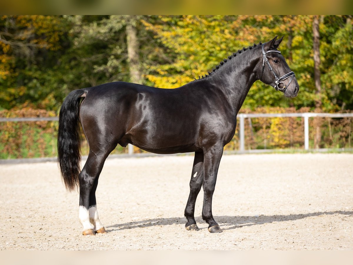 Heavy Warmblood Stallion 2 years Black in Moritzburg