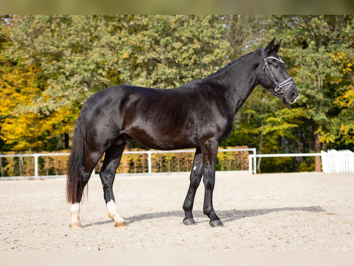 Heavy Warmblood Stallion 2 years Black in Moritzburg