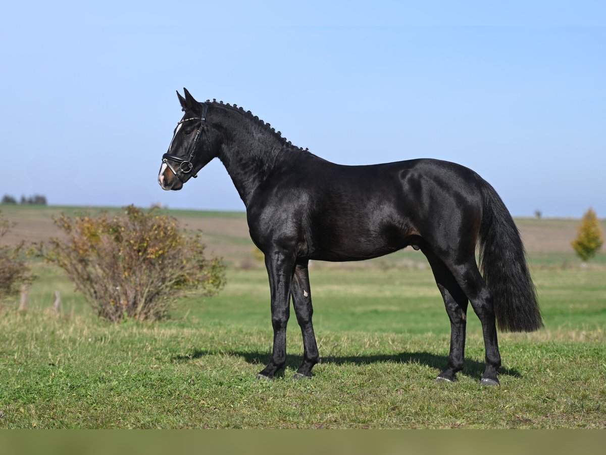 Heavy Warmblood Stallion 2 years Smoky-Black in Moritzburg